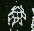 甲骨文 鱼