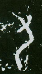 甲骨文 九