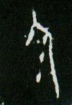 甲骨文 尿