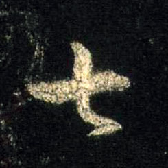 行书 七