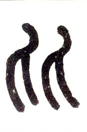 小篆 比