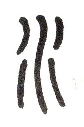 小篆 水